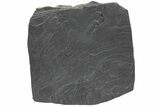Pyritized Carpoid (Rhenocystis) Fossil - Bundenbach, Germany #209880-1